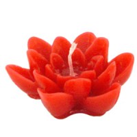 Victoria Regia - From the Amazon Region